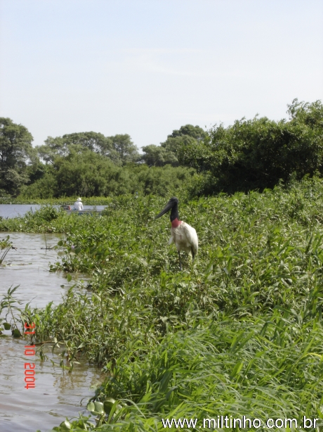 Foto - Lontra (08).jpg